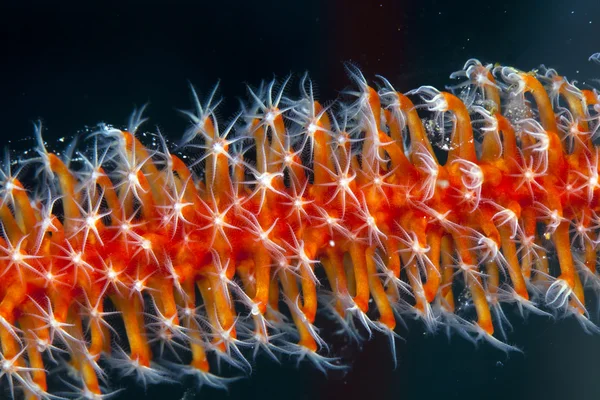Detalle de coral de alambre en el Mar Rojo . — Foto de Stock