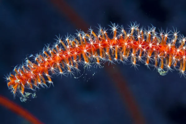 Detalj av tråd koraller i Röda havet. — Stockfoto