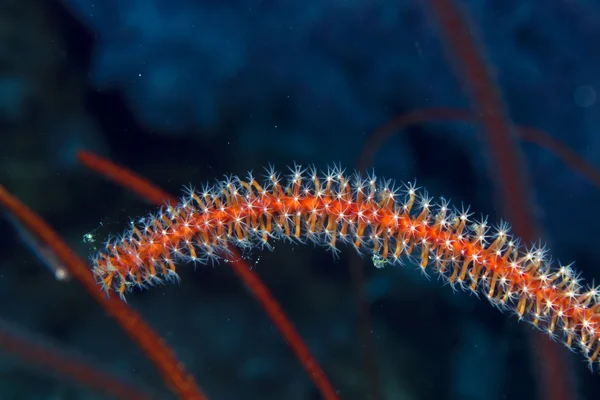 Detalj av tråd koraller i Röda havet. — Stockfoto