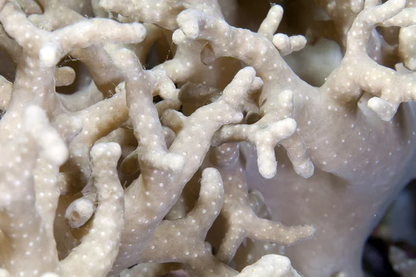 手指皮革珊瑚在红海. — 图库照片