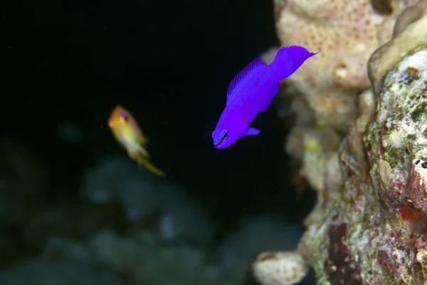 Orchid dottyback in the Red Sea. — Stock Photo, Image