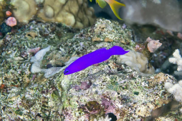 Orchid dottyback in the Red Sea. — Stock Photo, Image