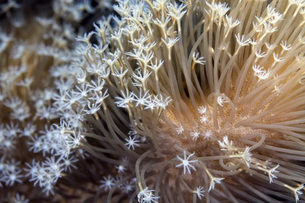 Kožené korály v Rudém moři. — Stock fotografie