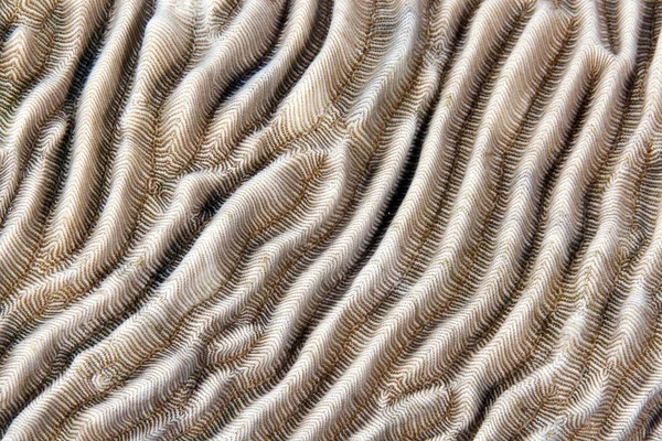 Texture of hard coral in the Red Sea. — Stock Photo, Image
