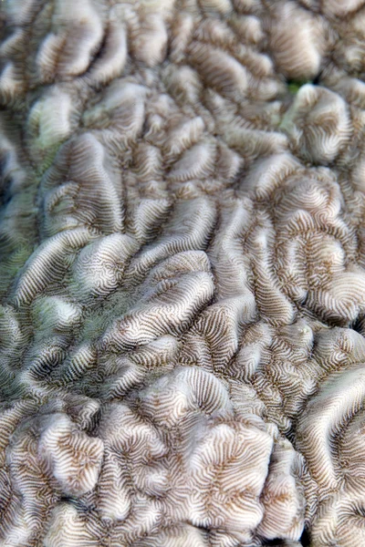 Textura tvrdých korálů v Rudém moři. — Stock fotografie