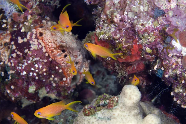 Oman anthias in the Red Sea. — Stock Photo, Image
