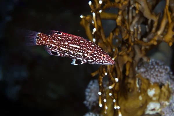 Diana hogfish juv. a Vörös-tengeren. — Stock Fotó