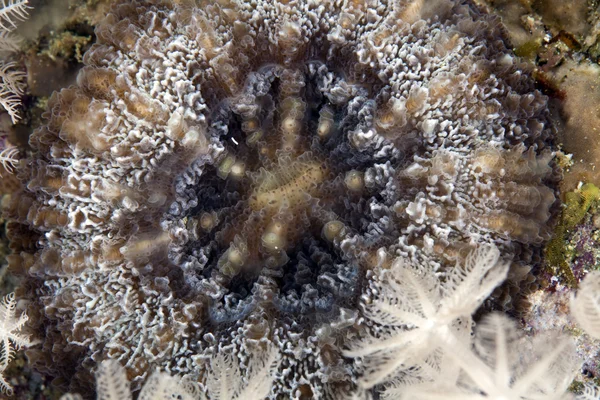 Σκληρά κοράλλια σχήμα στην Ερυθρά θάλασσα. — Φωτογραφία Αρχείου