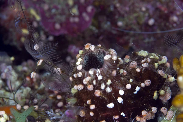 Ascidian v Rudém moři. — Stock fotografie