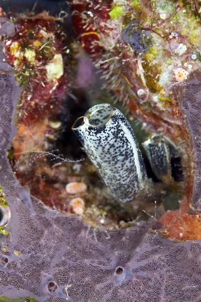 홍 해에서 ascidian. — 스톡 사진