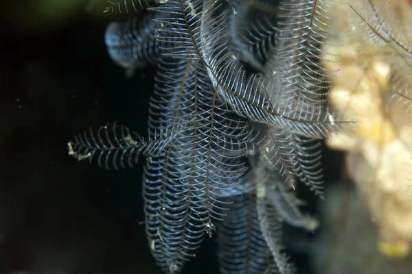 Перо гидроида (Macrorhynchia philippina ) — стоковое фото