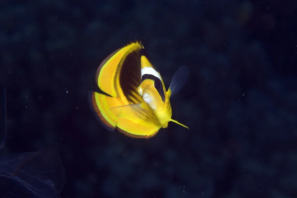Striped butterflyfish in de Red Sea. — Stock Photo, Image