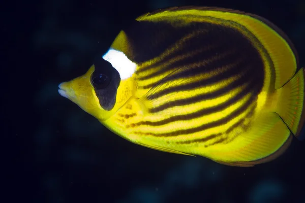 Prokládané butterflyfish v de Rudého moře. — Stock fotografie