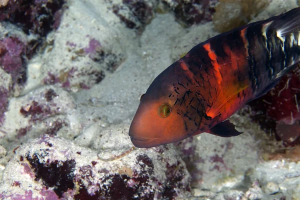 Magnifique wrasse à poitrine rouge à de Red Sea . — Photo