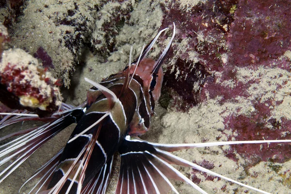 Lionfish de Kızıl Denizi. — Stok fotoğraf