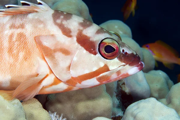 Blacktip grouper (epinephelus fasciatus) i de röda havet. — Stockfoto