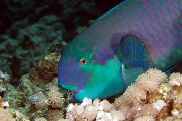 Parrotfish w de Morze Czerwone. — Zdjęcie stockowe
