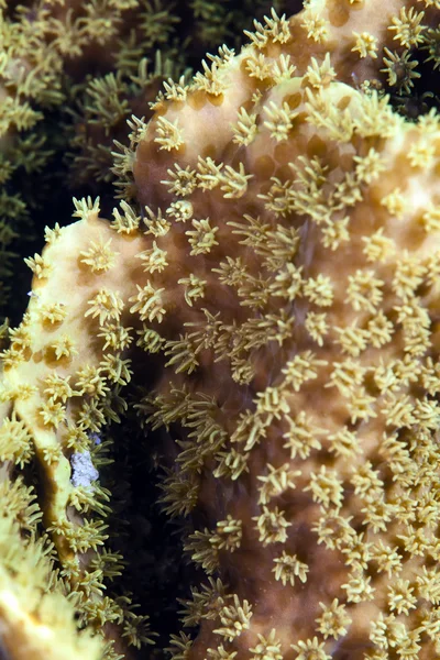 中德红海皮革珊瑚. — 图库照片