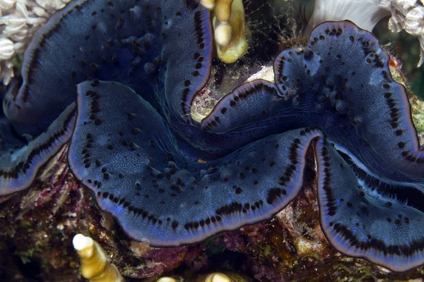 Giant clam in de Red Sea. — Stock Photo, Image