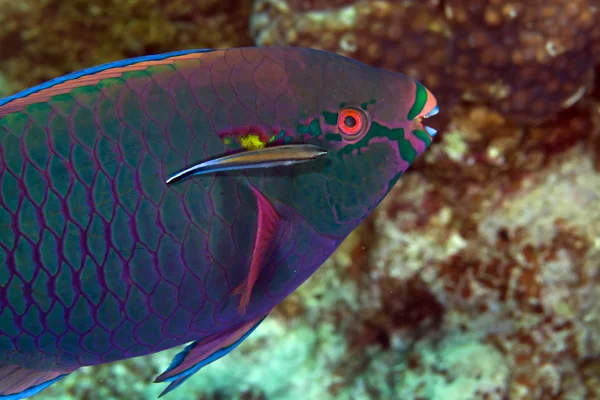 Pesce pappagallo nel Mar Rosso . — Foto Stock