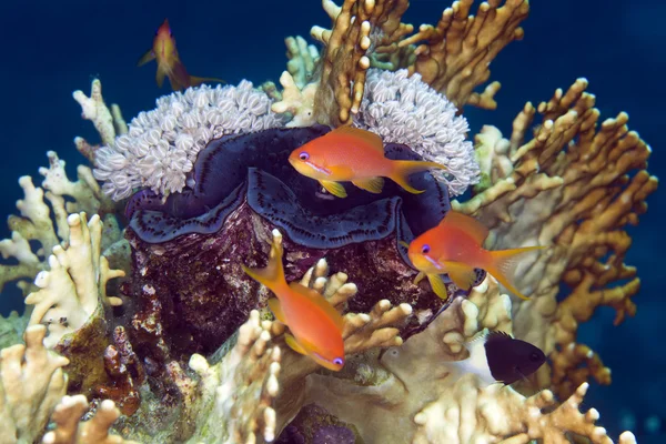 Giant clam and anthias in de Red Sea. — Stock Photo, Image
