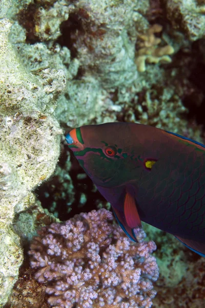 드 홍 해에 parrotfish. — 스톡 사진