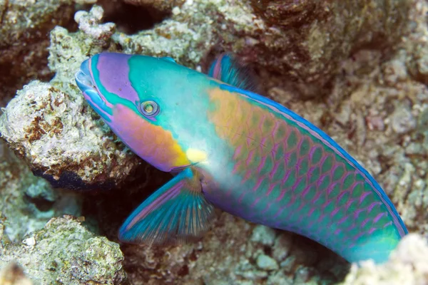 Peixe-papagaio no Mar Vermelho . — Fotografia de Stock