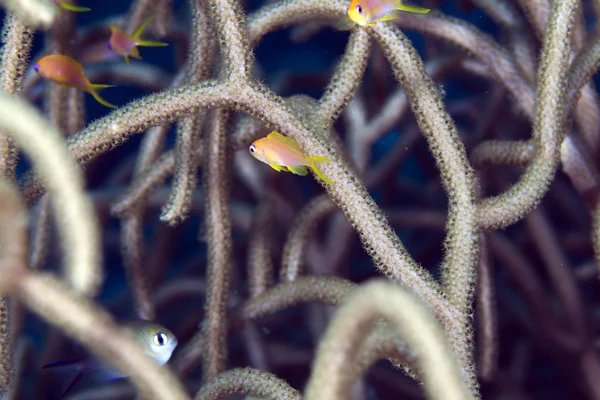 Anthias dans les coraux ramifiés . — Photo