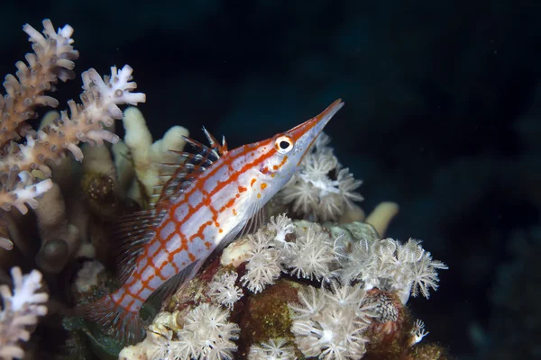 Långnosad Hökfiskar (oxycirrhites typus) i de röda havet. — Stockfoto