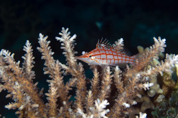 Longnose hawkfish (oxycirrhites typus) in de rode zee. — Stockfoto