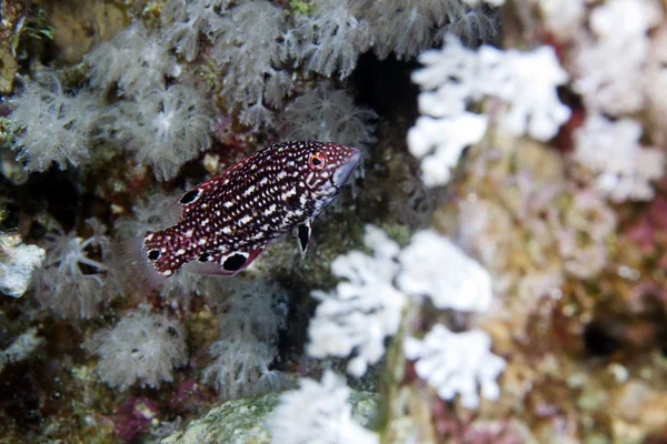 ダイアナ hogfish (bodianus ダイアナ) デ紅海で. — ストック写真