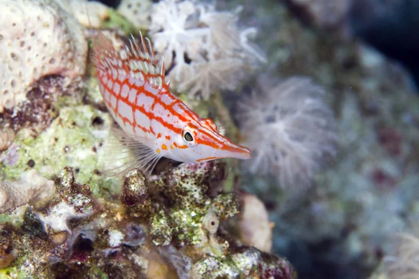 Longnose hawkfish (oxycirrhites typus) in de Red Sea. — Stock Photo, Image