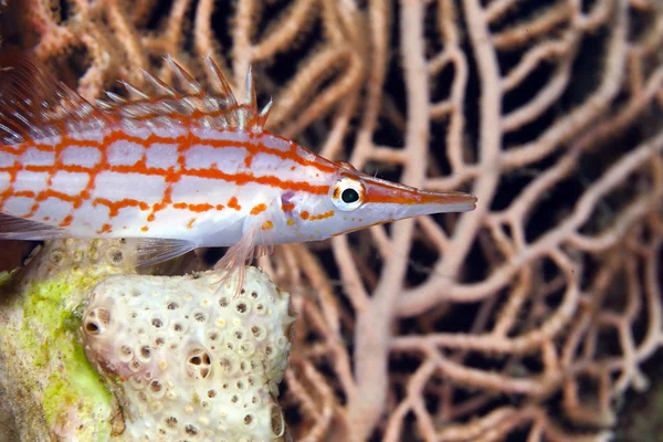 Longnose hawkfish (oxycirrhites typus) nel Mar Rosso de在德红海的 hawkfish 公园 (oxycirrhites 片块者除外）. — 图库照片