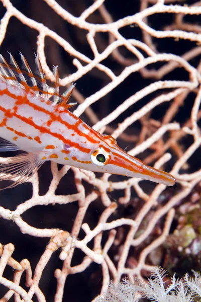 Långnosad Hökfiskar (oxycirrhites typus) i de röda havet. — Stockfoto