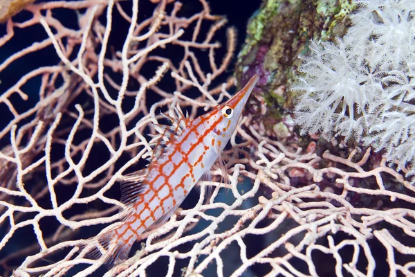 Длиннохвостая ястребиная рыба (oxycirrhites felus) в Красном море . — стоковое фото