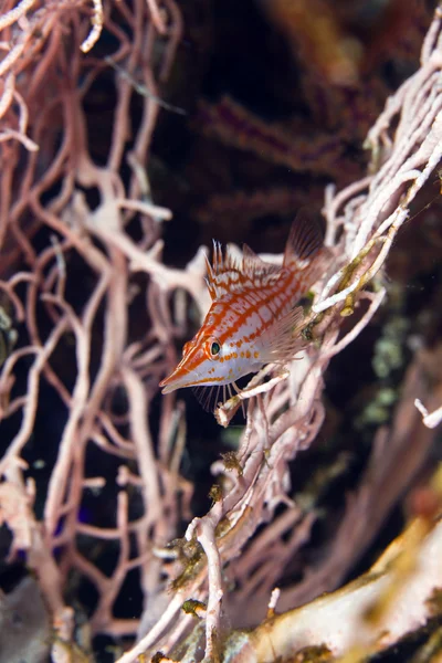 Peixe-falcão-do-nariz-longo (oxycirrhites typus) no Mar Vermelho . — Fotografia de Stock