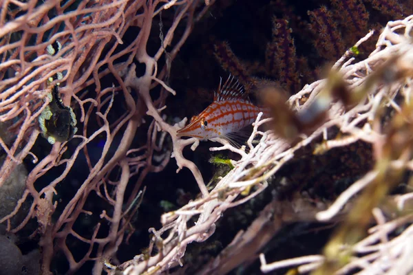 Longnose hawkfish (oxycirrhites typus) nel Mar Rosso de在德红海的 hawkfish 公园 (oxycirrhites 片块者除外）. — 图库照片