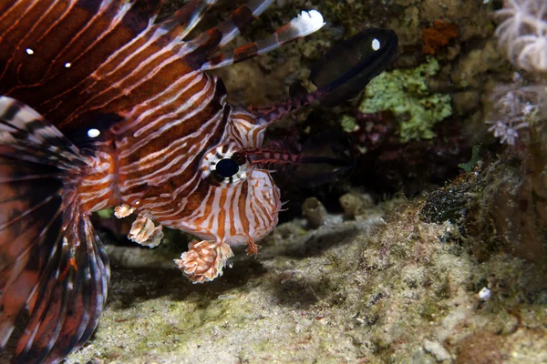 Lionfish dans de Red Sea . — Photo