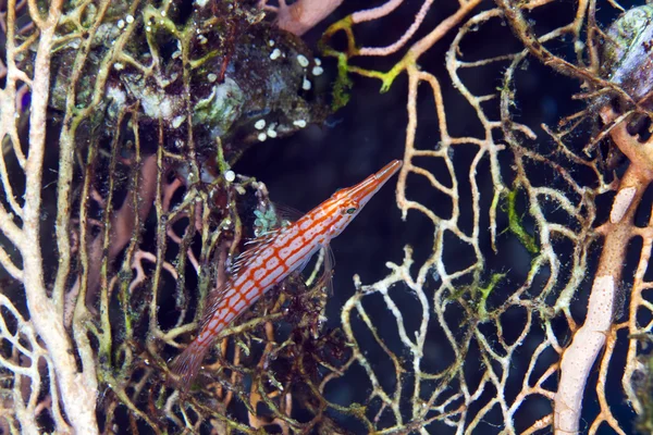 Épervier à museau long (oxycirrhites typus) dans la mer Rouge . — Photo