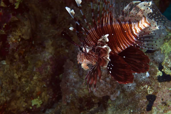 Lionfish dans de Red Sea . — Photo