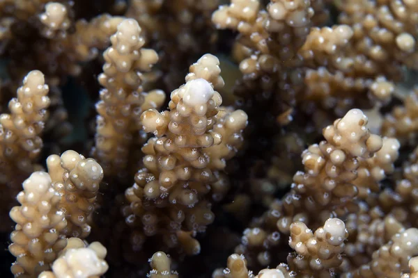 Koraller på nära håll i de röda havet. — Stockfoto