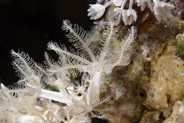 Coral macio no Mar Vermelho . — Fotografia de Stock