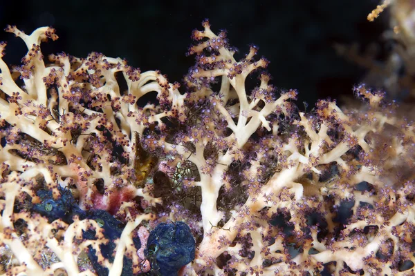 Mjuk korall detalj i de röda havet. — Stockfoto