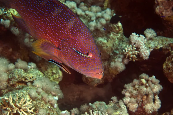 Coralgrouper and cleaner wrasse in de Red Sea. — Stock Photo, Image