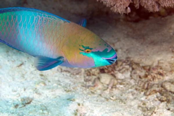 Parrotfish in de rode zee. — Stockfoto