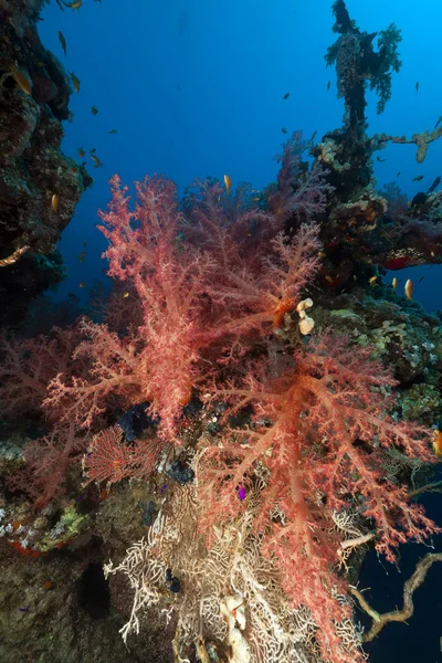 Dünyada Kızıl Deniz sualtı tropikal. — Stok fotoğraf