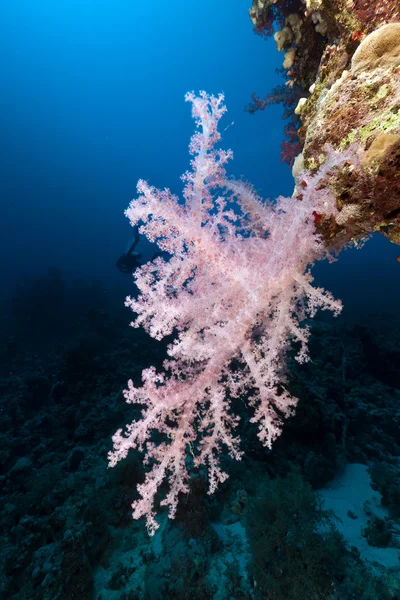 Mondo sottomarino tropicale nel Mar Rosso . — Foto Stock
