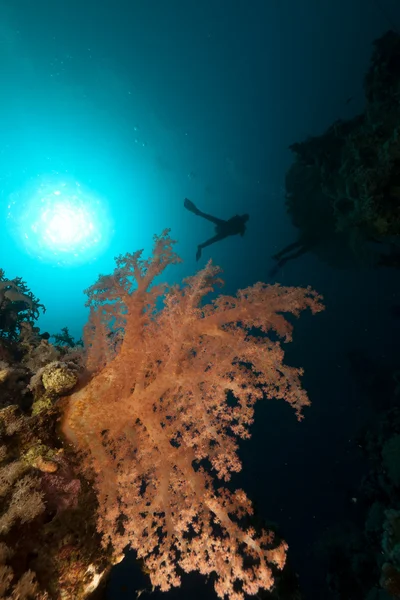 Tropisk undervattensvärld och dykare i Röda havet. — Stockfoto