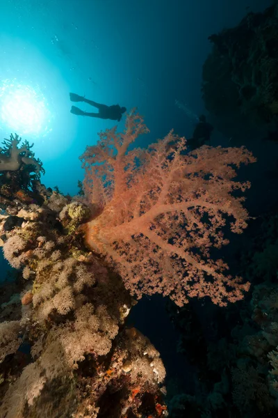 Mundo subaquático tropical e mergulhador no Mar Vermelho . — Fotografia de Stock