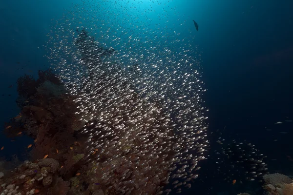 Τροπικά υποβρύχιο κόσμο στην Ερυθρά θάλασσα. — Φωτογραφία Αρχείου